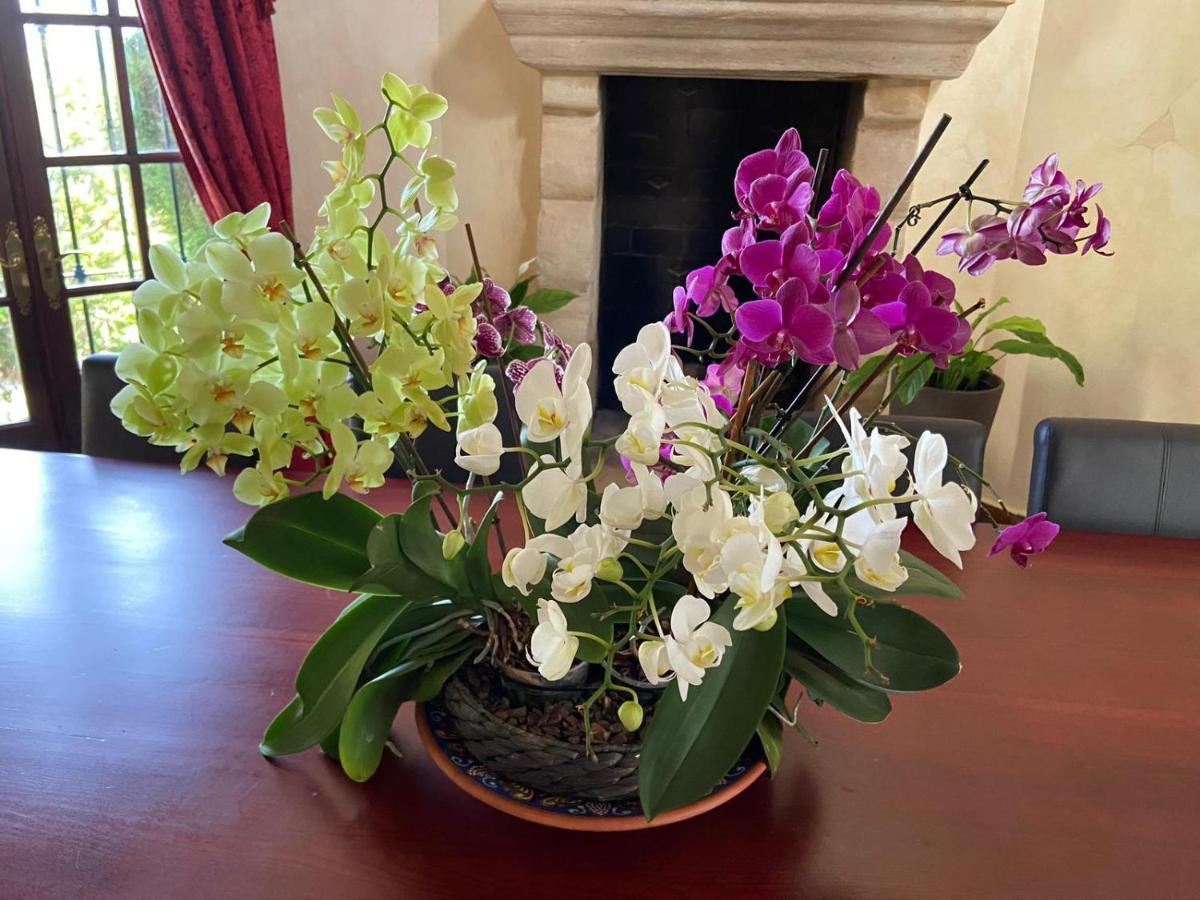 Villa Lampara En La Colina 贝纳阿维斯 外观 照片